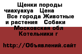 Щенки породы чиахуахуа › Цена ­ 12 000 - Все города Животные и растения » Собаки   . Московская обл.,Котельники г.